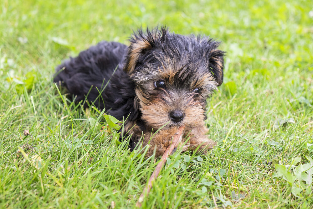 a dog chewing on a stick in the grass